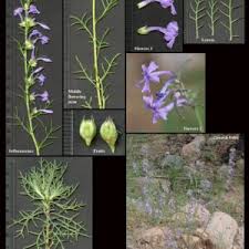 Image result for Polemoniaceae