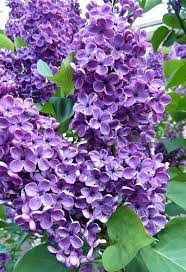 Pin On Gardening