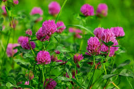 Maybe you would like to learn more about one of these? 10 Beautiful Native Irish Wildflowers To Look For This Spring And Summer