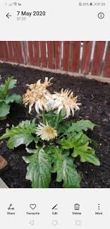 Help Gerbera Leaves Turning White And Dying Bbc Gardeners World Magazine