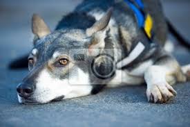 Dieser wird sich mit allen belangen des marxdorfer wolfshund befassen. Marxdorfer Wolfshund Fototapete Fototapeten Schaferhund Wolf Zucht Myloview De