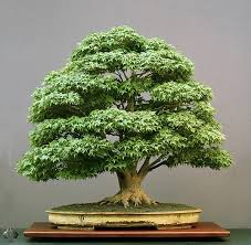 Bonsai sevenler, ağaçlarının bakımı ve korunması için zaman ayırırlar. Dis Mekan Bonsai Sanati