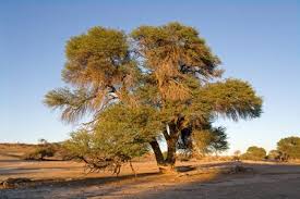 Image result for Acacia eriocarpa