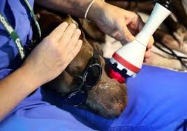 The specialty veterinarians at veterinary specialty care in mount pleasant, sc practice advanced pet care like surgery, oncology, and more by appointment. Pet Docs Veterinary Medicine Has Come A Long Way Over 30 Years Of Practice Columnists Postandcourier Com