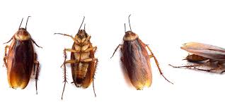 Our pest control and termite control programs are guaranteed. Cockroach Control Romex Pest Control Is Your Best Solution