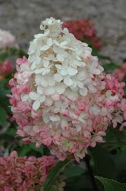 But removing most of a stem results in fast, weak growth and the flowers are prone to floppiness. Vanilla Strawberry Hydrangea Hydrangea Paniculata Renhy In Columbus Dublin Delaware Grove City Gahanna Bexley Ohio Oh At Oakland Nurseries Inc