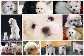 Explore 35 listings for teddy bear pomeranian puppies for sale uk at best prices. Teddy Bear Puppies Rescue Wisconsin Bmo Show