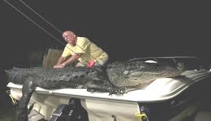 Alligators live in the water and never bother people unless they themselves have first been bothered. Monster Half Ton Alligator Landed By Airline Pilot On Florida S Lake Okeechobee Orlando Sentinel