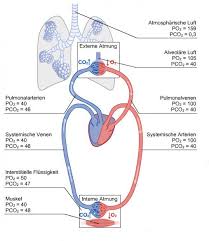 Lernkartei Atmung Physiologie