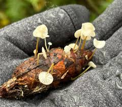 Image result for Strobilurus conigenoides