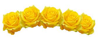 Yellow Rose Roses Flower Crown Pretty Style Mood Summer Aes Transparent Filler Moodboard Niche Aesthetic Overlay Rose Flower Png Yellow Flower Crown Crown Png