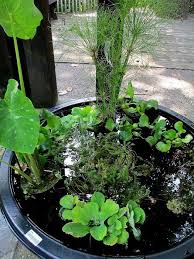 We are thankful for your support! 9 Diy Mini Ponds And Water Gardens In Containers Gardenoholic