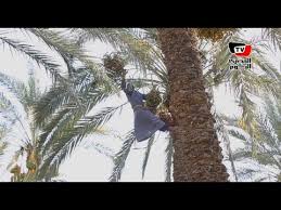 عم السيد صديق النخلة ٣٠ عام في رعاية النخل بزعل لما حد يهملها Youtube