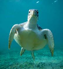 Sea Turtle Tortoise Turtle Turtle Love Turtle