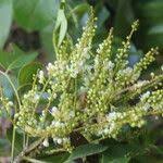 Image result for Ateleia herbert-smithii