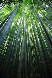 arashiyama bamboo forest japan 15 truly astounding places to visit in japan bamboo forest japan bamboo tree bamboo forest
