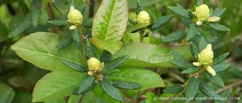 We did not find results for: Regional Flavours Labrador Tea