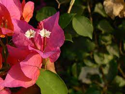 Bougainvillea Common Name Bougainvillea Cherei Manipuri Flickr