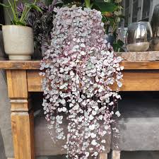 Image result for Ceropegia stenifolia