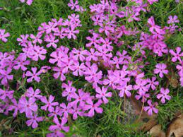 The woodland phlox, phlox divaricata, can be found in forests and fields along the eastern portion of the united. A Phlox For Every Garden Dave S Garden
