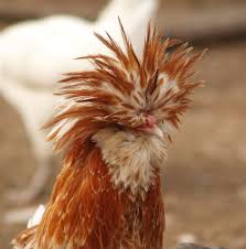They have standard golden plumage. Padovana Chicken Wikipedia