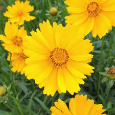 Pin Di Indonesian Flowers