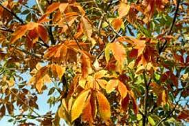 Its form is rounded and its large leaves and low branching provide a dense shade. Ohio Buckeye