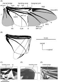 Both primaries and secondaries are covered with greater coverts. Structure And Mechanical Properties Of Beetle Wings A Review Rsc Advances Rsc Publishing