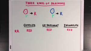 Codominance means that neither allele can mask the expression of the other allele. Co Dominance And Incomplete Dominance Video Khan Academy