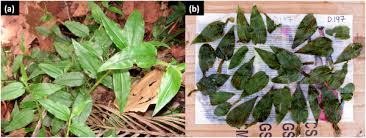 Image result for Aneilema nyasense