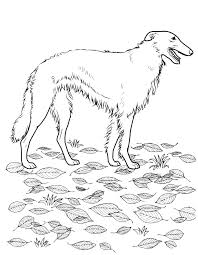 Get more info on our children traveling page (opens in a new tab). Animals A Borzoi A Type Of Greyhound Breed With Hair
