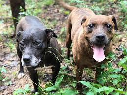 Maybe you would like to learn more about one of these? Rescue Me Adopt Dogs Cats And More