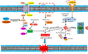 Image result for Ptycholobium contortum