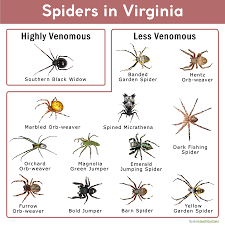 The hobo spider and the black widow. Spiders In Virginia List With Pictures