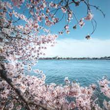 Cherry Blossoms Dc 2021 Peak Bloom Prediction And Travel Guide Cherry Blossom Dc Cheap Countries To Travel Cool Places To Visit