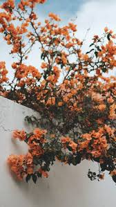 Wallpapers In 2020 Iphone Wallpaper Landscape Aesthetic Wallpapers Orange Aesthetic