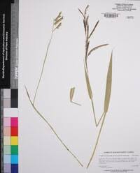 Image result for Urochloa brizantha