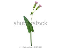 Image result for Emilia sonchifolia