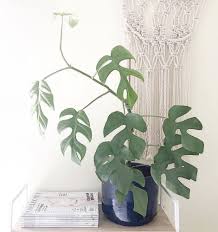 Mini Monstera Philodendron Rhaphidophora Tetrasperma Plant Rare Aroid Ebay Philodendron Monstera Plants Philodendron