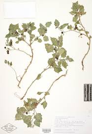 Image result for Solanum villosum