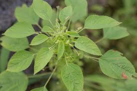 Image result for Acalypha ciliata