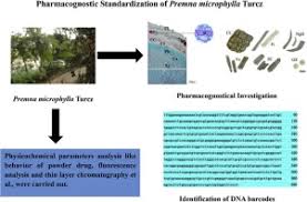 Image result for Premna hans-joachimii