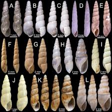 Image result for Cylindropsis