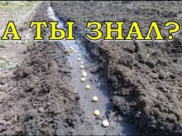 Goroh Posadka Poshagovo Youtube