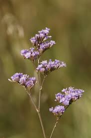 Image result for Limonium vulgare