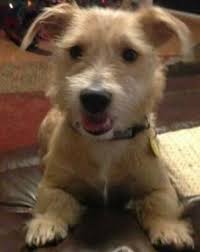 We did not find results for: 10 Dogs Needing Homes That I Think Have Potential Ideas Dogs Animals Adoptable Dachshund Dog