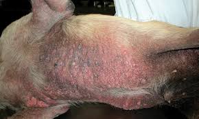 Image result for scabies dogs detail