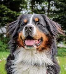 Use the search tool below and browse adoptable great pyrenees! Bernese Mountain Dog Puppies For Sale Near Me 2021 At Puppies Api Ufc Com