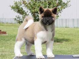With thousands of akita puppies for sale and hundreds of akita dog breeders, you're sure to find the perfect akita puppy. Our Akitas Akita S For Sale And Get 50 Off Heavenly Akitas Akita Puppies For Sale Akita Dog Akita Puppies