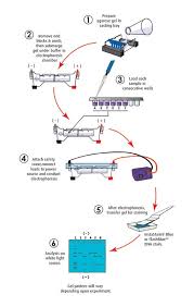 Dna Samples Only For 24 Gels In Microtest Tubes Dna